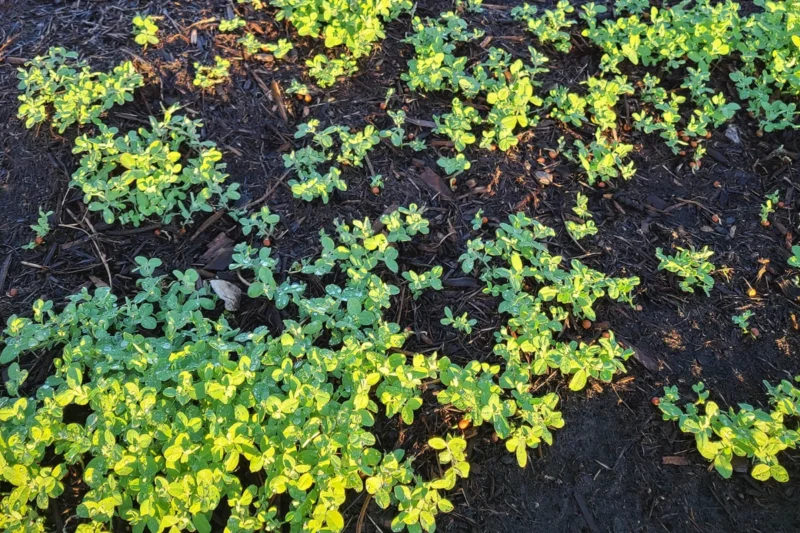 Austrian Winter Peas vs. Other Cover Crops: Which One is Best for Your Farm?