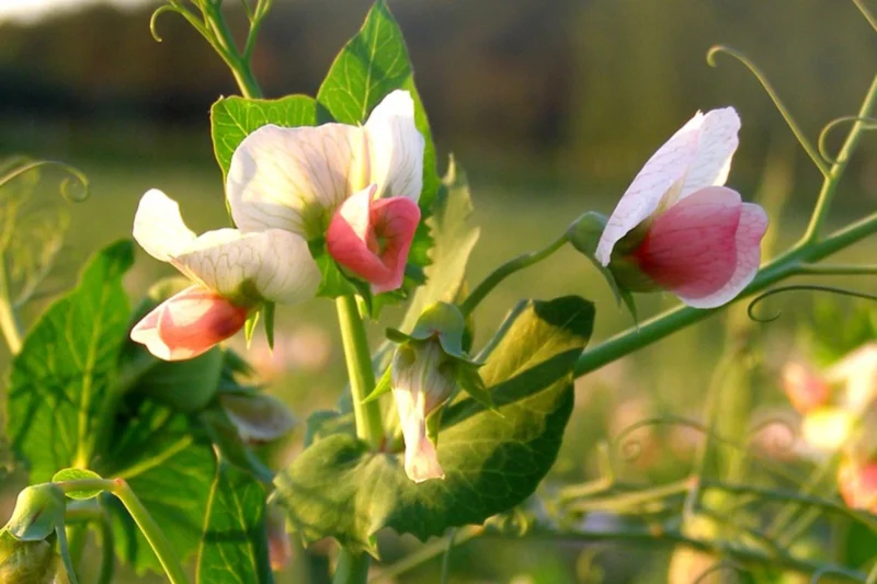 Austrian Winter Peas vs. Other Cover Crops: Which One is Best for Your Farm?