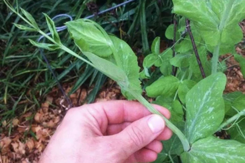 How to Plant Austrian Winter Peas: The Ultimate Guide for a Thriving Cover Crop