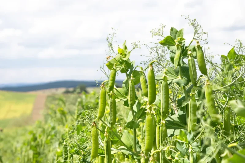 How to Plant Austrian Winter Peas: The Ultimate Guide for a Thriving Cover Crop