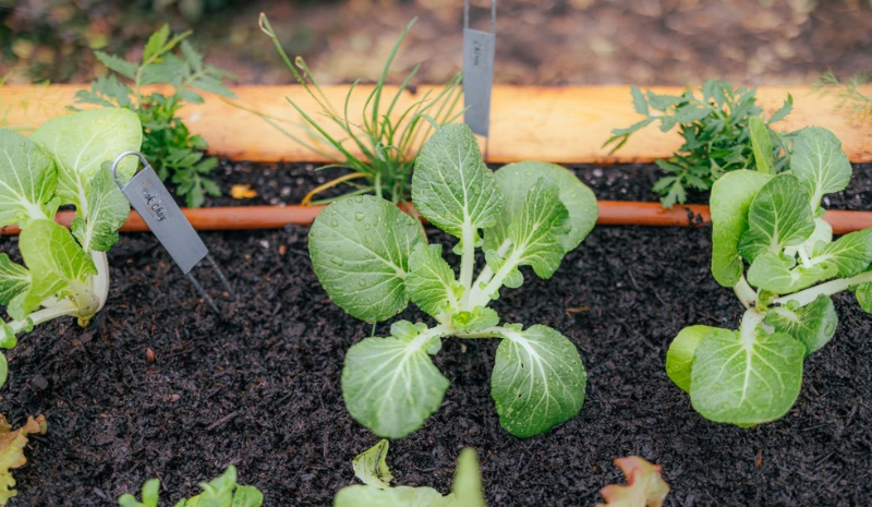 Get a Head Start on Spring Gardening: The Best Seeds to Start Indoors Now