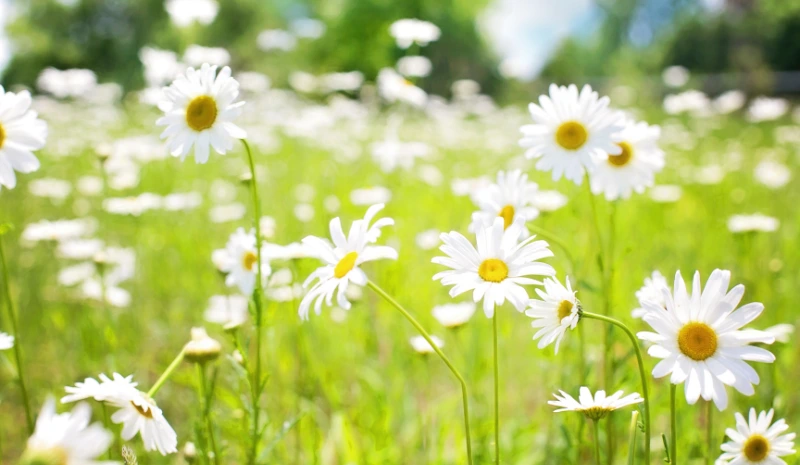 Creeping Daisy Seeds: How to Grow and Care for a Stunning Garden
