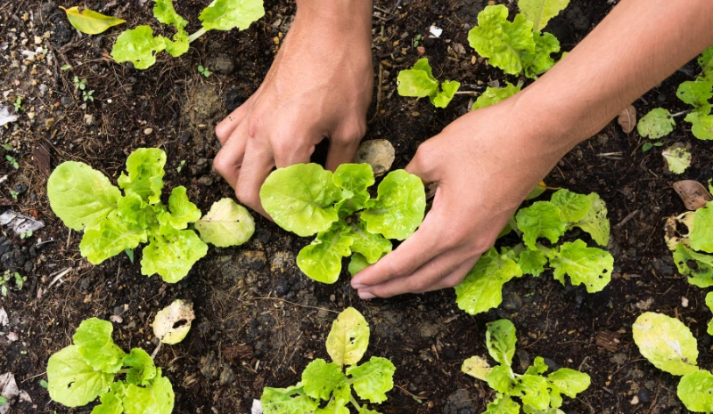 What to Sow in February: A Complete Guide for Every Climate