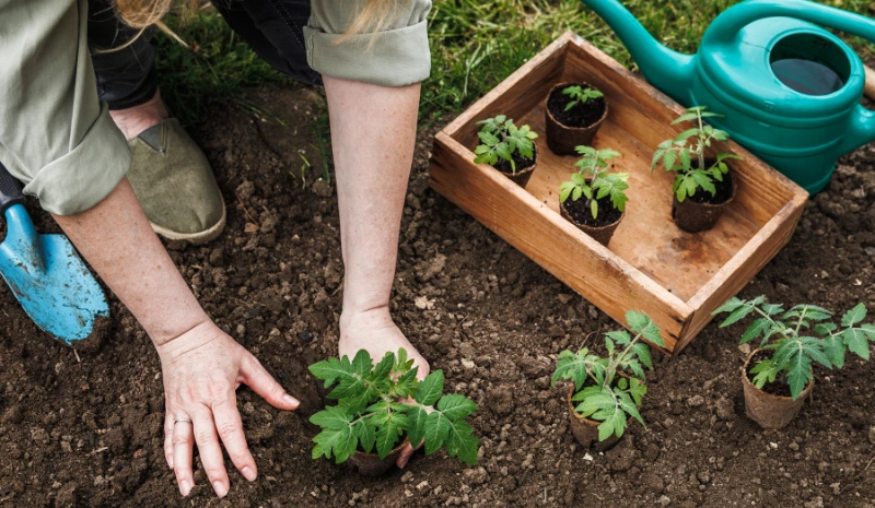 How to Grow Tomatoes from Seeds: The Ultimate Beginner’s Guide