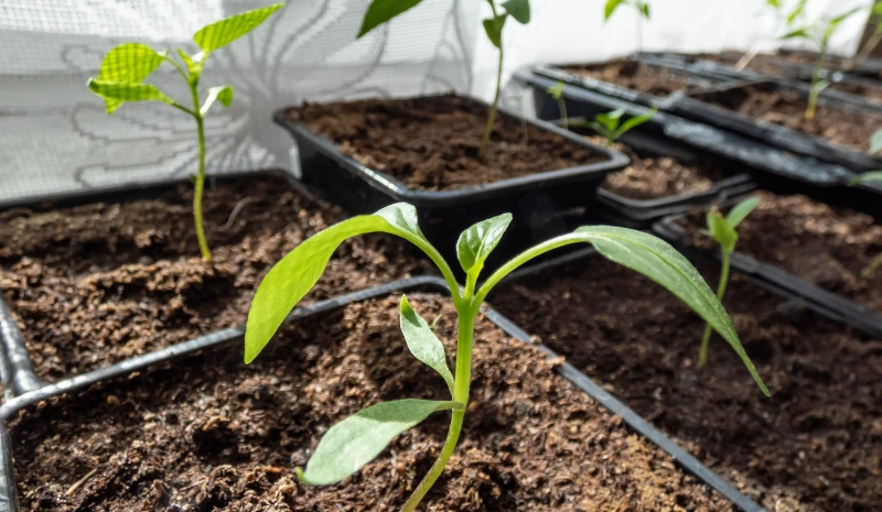 Hardening Off Seedlings: The Ultimate Guide for Healthy Transplants