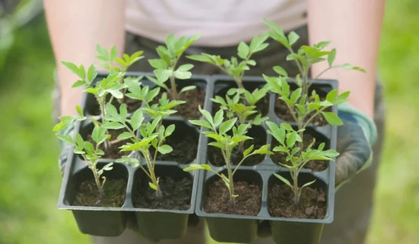 How to Grow Tomatoes from Seeds: The Ultimate Beginner’s Guide