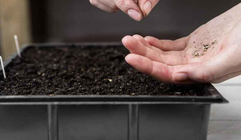 How to Grow Tomatoes from Seeds: The Ultimate Beginner’s Guide