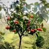4”-8” Tamarillo Tomato Tree  Plant/ Cyphomandra Betacea, Cà Chua Thân Gỗ