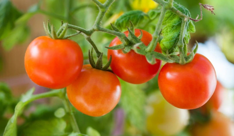 How to Grow Tomatoes from Seeds: The Ultimate Beginner’s Guide