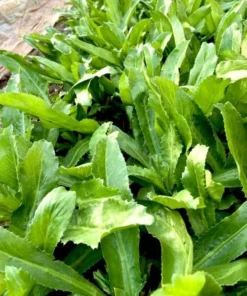 1 Clump of 3 to 4 Culantro Plants in a Pot 4 to 6 Inches Tall, Recao Cilantro Plants, Well Rooted Tropical Perennial Herb Plants for Planting Indoor Outdoor Garden