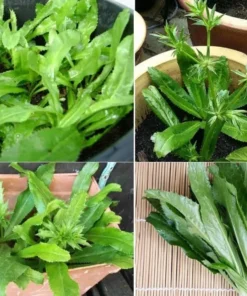 1 Clump of 3 to 4 Culantro Plants in a Pot 4 to 6 Inches Tall, Recao Cilantro Plants, Well Rooted Tropical Perennial Herb Plants for Planting Indoor Outdoor Garden