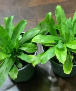 1 Clump of 3 to 4 Culantro Plants in a Pot 4 to 6 Inches Tall, Recao Cilantro Plants, Well Rooted Tropical Perennial Herb Plants for Planting Indoor Outdoor Garden