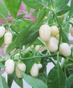 1 Pot 2 White Habanero Pepper Plants Live, High-Yielding Hot Pepper Variety, 90 Days Old Spicy and Flavorful Heirloom Pepper Chili Plant Tree for Planting