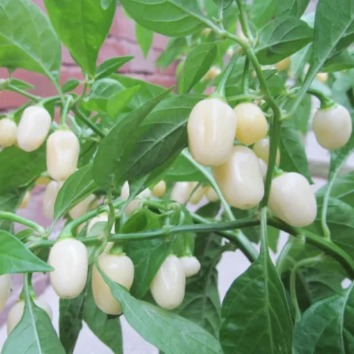 1 Pot 2 White Habanero Pepper Plants Live, High-Yielding Hot Pepper Variety, 90 Days Old Spicy and Flavorful Heirloom Pepper Chili Plant Tree for Planting