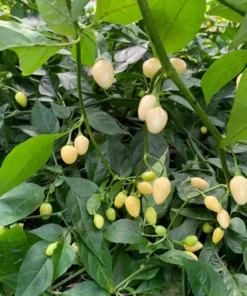 1 Pot 2 White Habanero Pepper Plants Live, High-Yielding Hot Pepper Variety, 90 Days Old Spicy and Flavorful Heirloom Pepper Chili Plant Tree for Planting