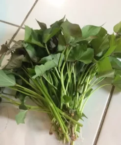 10 Beauregard Sweet Potato Slips /cuttings / Ready To Plant - Orange Beauregard Variety