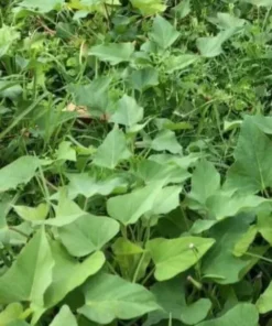 10 Beauregard Sweet Potato Slips /cuttings / Ready To Plant - Orange Beauregard Variety