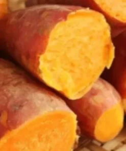 10 Beauregard Sweet Potato Slips /cuttings / Ready To Plant - Orange Beauregard Variety