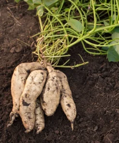 10 White Sweet potato Slips / Cuttings / Asian White Sweet Potato Plants / Khoai