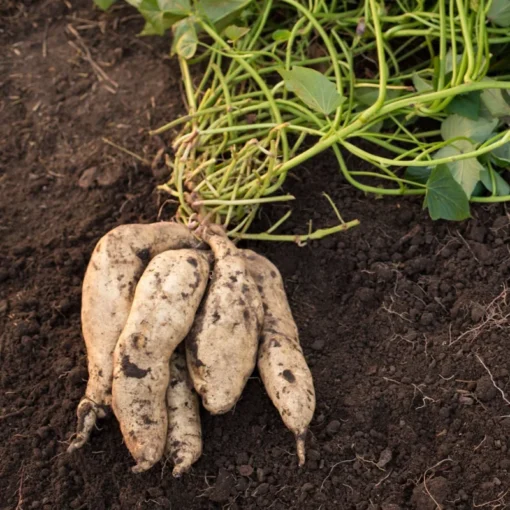 10 White Sweet potato Slips / Cuttings / Asian White Sweet Potato Plants / Khoai