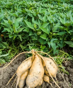 10 White Sweet potato Slips / Cuttings / Asian White Sweet Potato Plants / Khoai