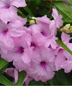 Pink Mexican Petunia Plant – Drought Tolerant Blooms – Garden Flower