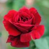 Red Don Juan Climbing Rose Bush – Starter Plant, Fragrant, Well-Rooted