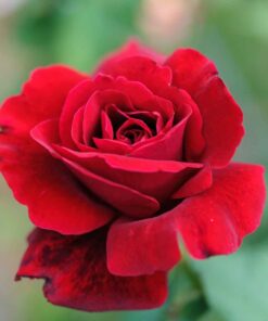 Red Don Juan Climbing Rose Bush – Starter Plant, Fragrant, Well-Rooted