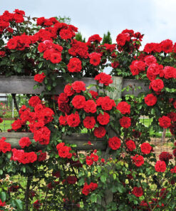 Red Don Juan Climbing Rose Bush – Starter Plant, Fragrant, Well-Rooted