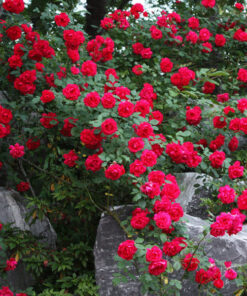 Assorted Climbing Rose Bush – Starter Plant, Fragrant, Well-Rooted-Assorted of Yellow, Pink, Red or White