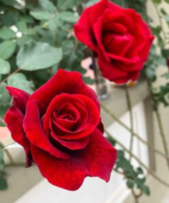 Assorted Climbing Rose Bush – Starter Plant, Fragrant, Well-Rooted-Assorted of Yellow, Pink, Red or White