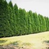 15 Leyland Cypress Trees 6-12" Tall in 2.5" Pots | Privacy Hedge & Windbreak | Evergreen