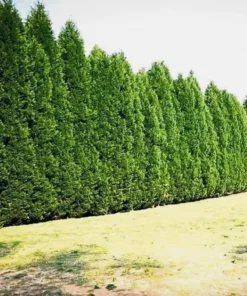 15 Leyland Cypress Trees 6-12" Tall in 2.5" Pots | Privacy Hedge & Windbreak | Evergreen