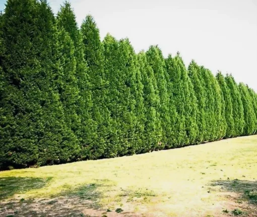 15 Leyland Cypress Trees 6-12" Tall in 2.5" Pots | Privacy Hedge & Windbreak | Evergreen