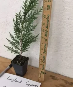15 Leyland Cypress Trees 6-12" Tall in 2.5" Pots | Privacy Hedge & Windbreak | Evergreen