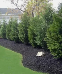 15 Leyland Cypress Trees 6-12