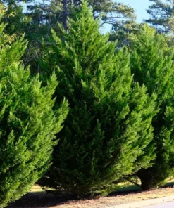 15 Leyland Cypress Trees 6-12