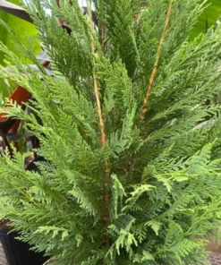 15 Leyland Cypress Trees 6-12