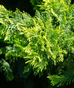 15 Leyland Cypress Trees 6-12