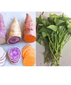 15 Variety Sweet Potato Slips Plants Beauregard + Japanese Red + White - Sweet Potato Plants