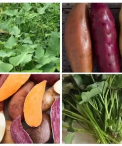15 Variety Sweet Potato Slips Plants Beauregard + Japanese Red + White - Sweet Potato Plants