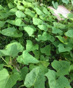 15 Variety Sweet Potato Slips Plants Beauregard + Japanese Red + White - Sweet Potato Plants