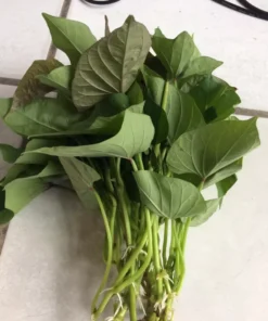 15 Variety Sweet Potato Slips Plants Beauregard + Japanese Red + White - Sweet Potato Plants