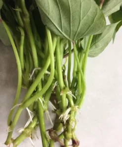 15 Variety Sweet Potato Slips Plants Beauregard + Japanese Red + White - Sweet Potato Plants