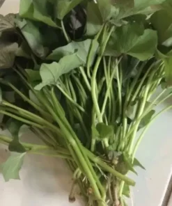 15 Variety Sweet potato Slips/ Cuttings Beauregard + Japanese White + Purple