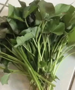 15 Variety Sweet potato Slips/ Cuttings Beauregard + Japanese White + Purple