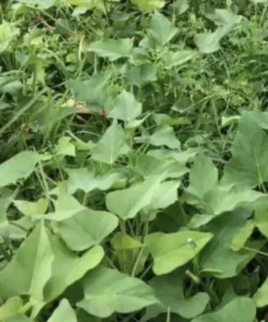 15 Variety Sweet potato Slips/ Cuttings Beauregard + Japanese White + Purple