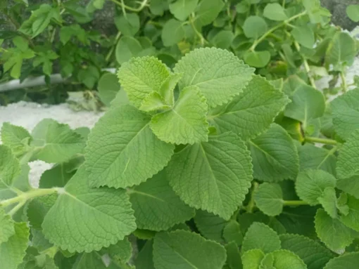 2 Cuban Oregano Live Plants - Mexican Mint - Spanish Thyme - Well Rooted plant 5 to 7 Inches