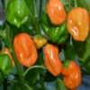 2 Orange Habanero Pepper Plants 4-7" Tall in a Pot - Hot Pepper Plants - Spicy Heirloom Variety