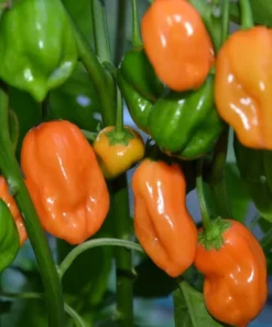 2 Orange Habanero Pepper Plants 4-7